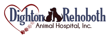 veterinarian in North Dighton, MA: Dighton Rehoboth Animal Hospital